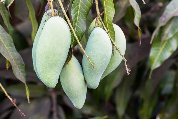 Zbliżenie mango. — Zdjęcie stockowe