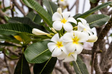 Plumeria veya frangipani.