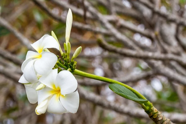 Plumeria ou frangipani. — Photo
