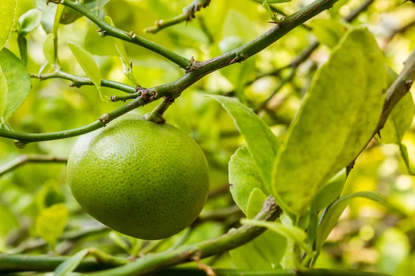 Fresh lime. — Stock Photo, Image