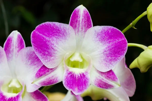 Belle orchidée pourpre . — Photo