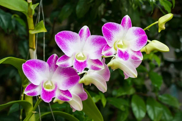 Krásné fialové orchideje. — Stock fotografie