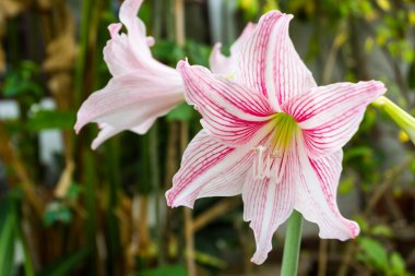 pembe ve beyaz nergis zambağı çiçek.