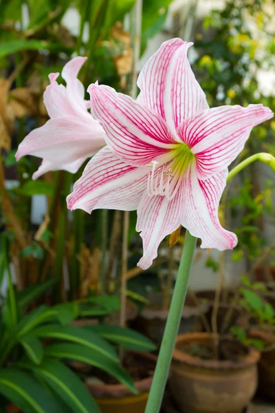 Pink and white amaryllis flower. — Stock Photo, Image