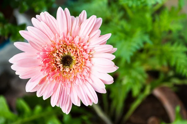 Gerbera rose fleur de marguerite — Photo