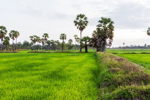 Campo de arroz paddy . — Fotografia de Stock