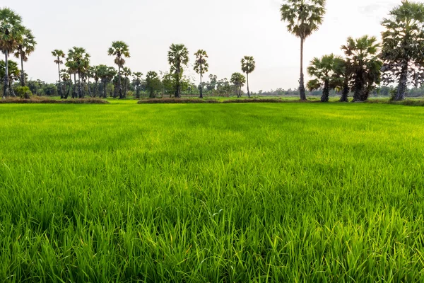 Campo de arroz con arroz . — Foto de Stock