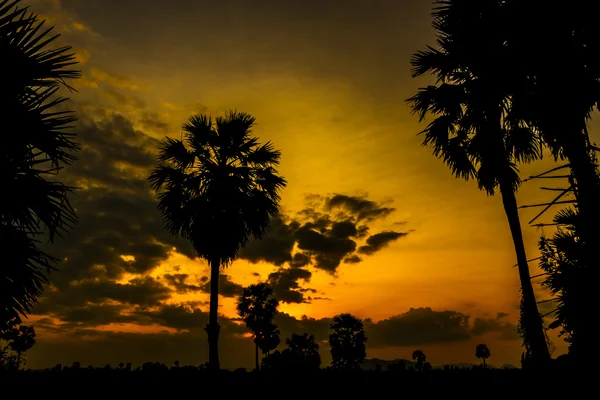 Silhouette of Toddy palm or Sugar palm. — Stock Photo, Image