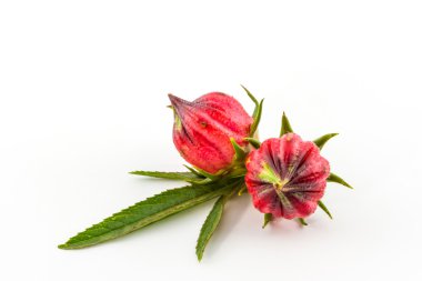 Hibiscus sabdariffa veya roselle meyve.