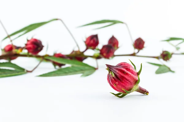 Hibiscus sabdariffa o roselle . — Foto Stock