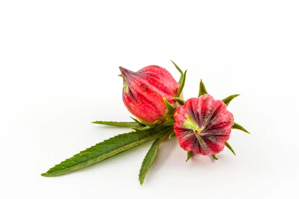 Hibiscus sabdariffa o frutos rosados . —  Fotos de Stock