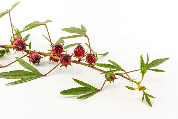 Hibiscus sabdariffa of roselle vruchten. — Stockfoto