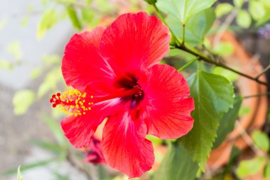 Kırmızı ebegümeci