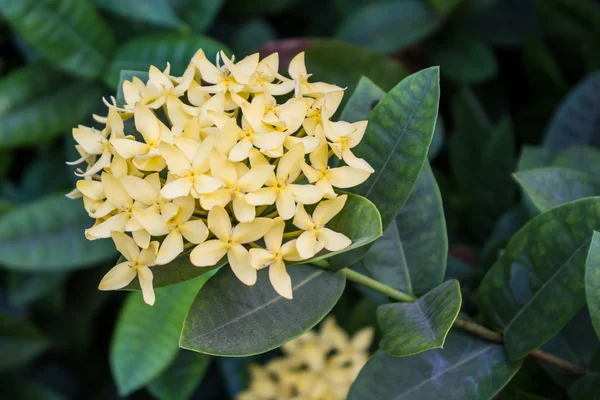 Ixora. —  Fotos de Stock