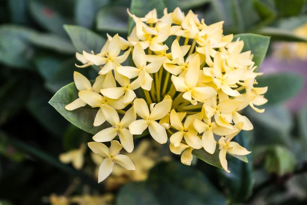 Ixora — Stockfoto