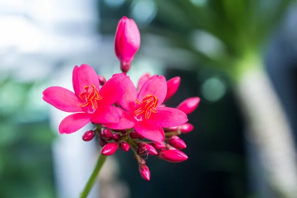 Egyptiska stjärnhop blommor eller Femuddingssläktet lanceolata — Stockfoto