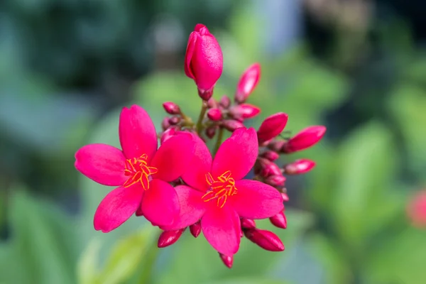 Egyptiska stjärnhop blommor eller Femuddingssläktet lanceolata — Stockfoto