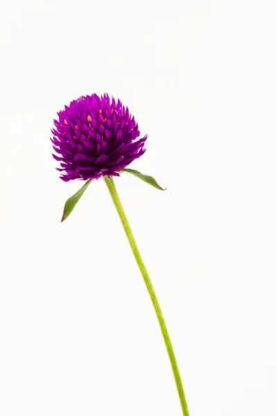 Globe amaranth o Gomphrena globosa . — Foto Stock