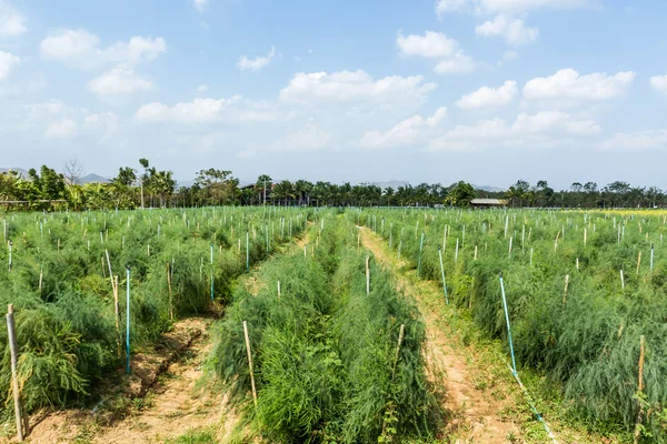 Campo de espárragos . —  Fotos de Stock