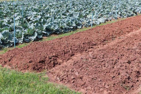 Field cultivate cabbage. — Stock Photo, Image