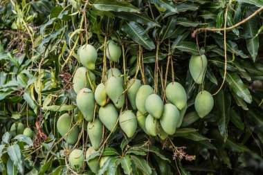Green mangoes clipart