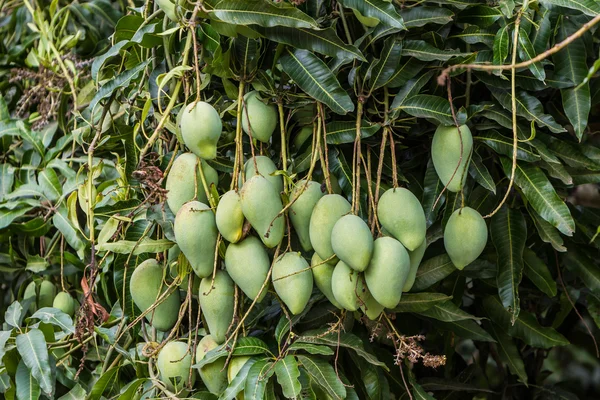 Zielone mango — Zdjęcie stockowe