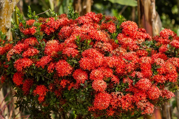 Kırmızı MahS çiçek — Stok fotoğraf