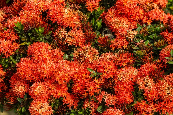 Röd ixora blommor — Stockfoto