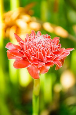 pembe meşale zencefil çiçeği (etlingera elatior)