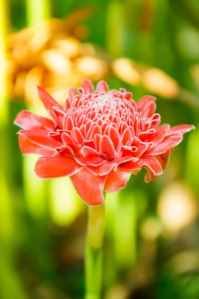 Pink  torch ginger flower ( Etlingera elatior) — Stock Photo, Image