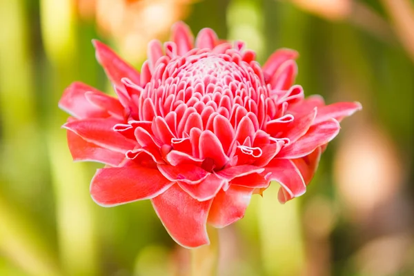 Kwiat różowy latarka imbir (etlingera wyniosła) — Zdjęcie stockowe