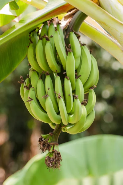 Banana verde — Fotografia de Stock