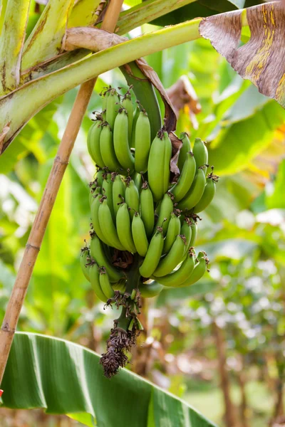 Banana verde — Foto Stock