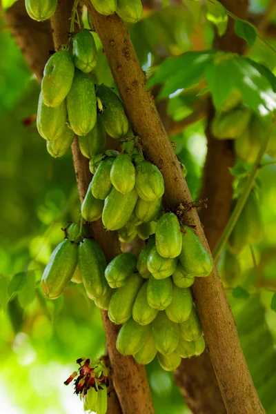 Green Bilimbi (Averhoa bilimbi Linn.) or cucumber fruits on tree — Stock Photo, Image