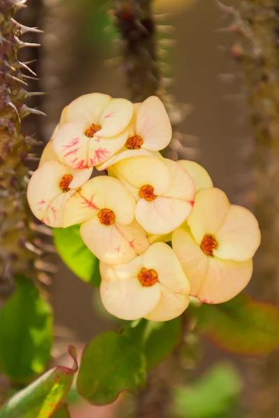 Corona di spine fiori (Euphorbia milli Desmoul ) — Foto Stock