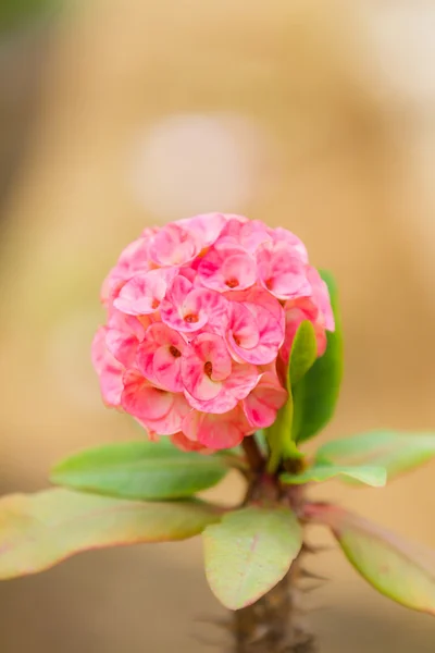 Dornenkrone Blumen (euphorbia milli desmoul) — Stockfoto