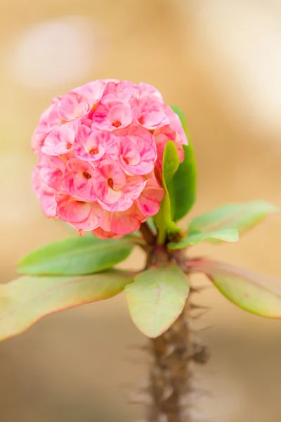 Korunu z trní květin (euphorbia milli desmoul) — Stock fotografie