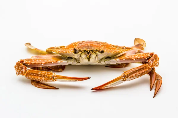 Bloem krab of blauwe krab geïsoleerd op witte achtergrond. — Stockfoto