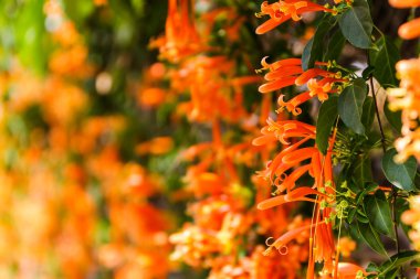 Close up Orange trumpet, Flame flower, Fire-cracker vine clipart