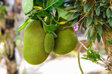 Jack meyve ağacı üzerinde