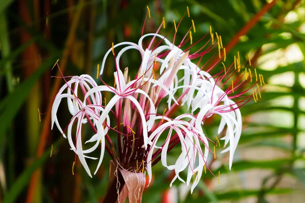 Crinum amabile Donn,Crinum lily flower,Giantlily — Stock Photo, Image