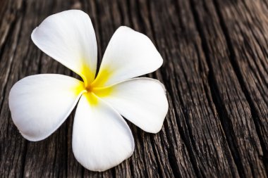 Plumeria veya frangipani.