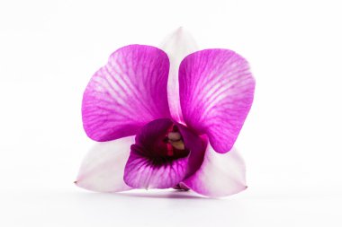 Güzel mor orkide çiçeği.