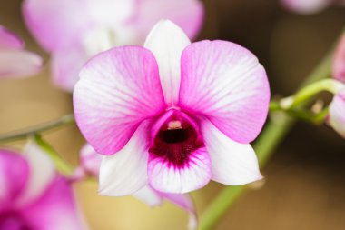 Güzel mor orkide çiçeği.