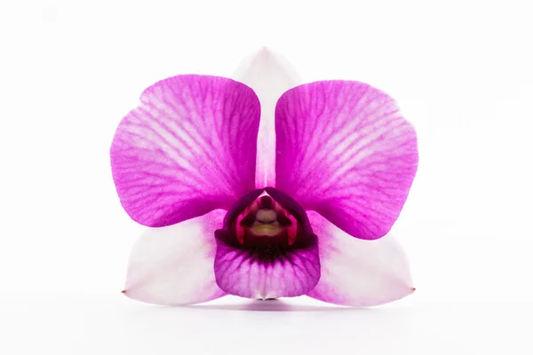 Belle fleur d'orchidée pourpre. — Photo