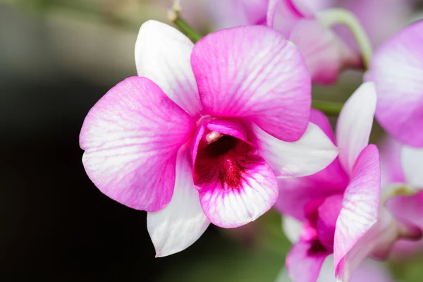 Bela flor de orquídea roxa. — Fotografia de Stock