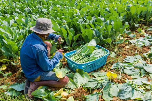 Садовник, выращивающий китайский капустный овощ . — стоковое фото