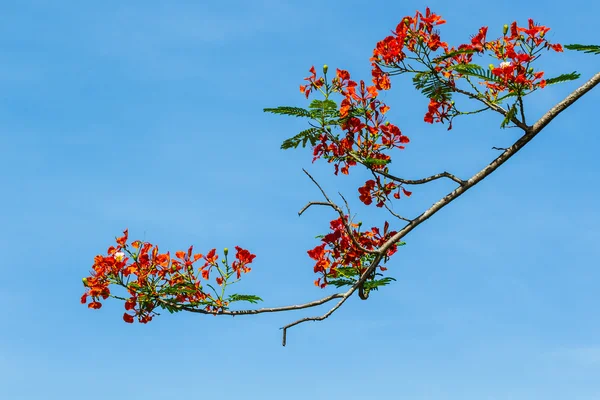 The Royal Poinciana. — Stock Photo, Image