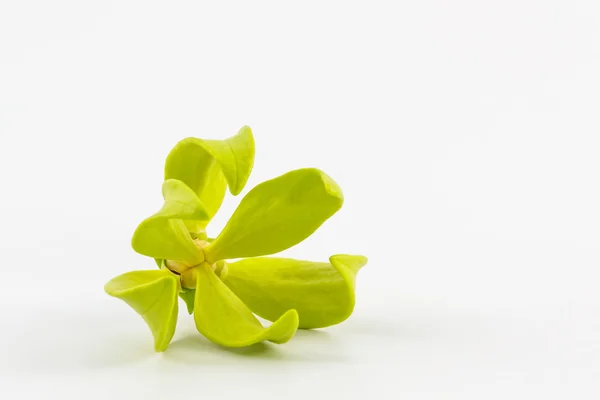 Ylang-Ylang Flower . — Stock Photo, Image