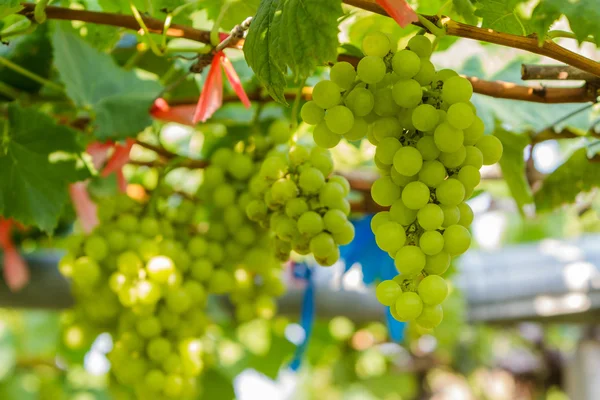 Fresh green vineyards. — Stock Photo, Image